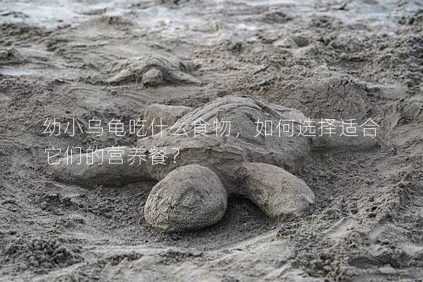 幼小乌龟吃什么食物，如何选择适合它们的营养餐？