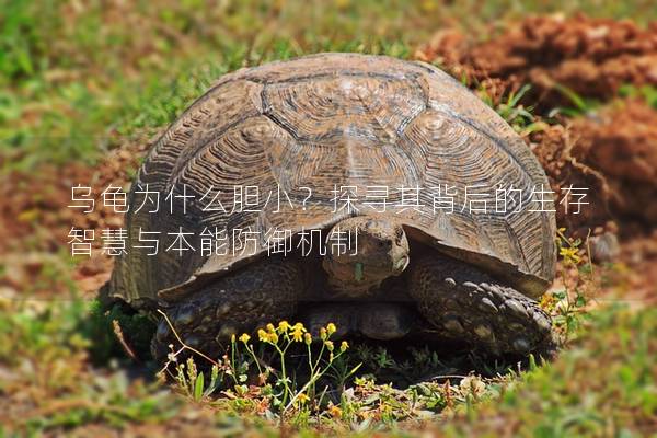 乌龟为什么胆小？探寻其背后的生存智慧与本能防御机制
