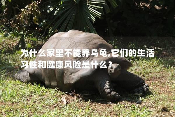 为什么家里不能养乌龟,它们的生活习性和健康风险是什么？