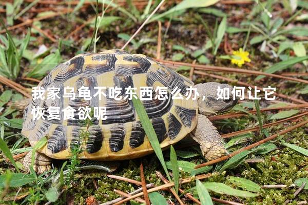 我家乌龟不吃东西怎么办，如何让它恢复食欲呢