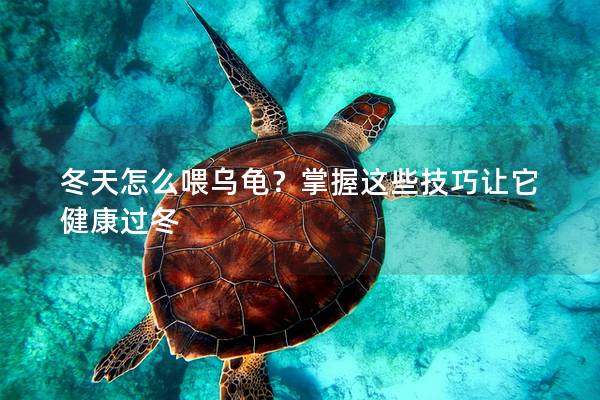 冬天怎么喂乌龟？掌握这些技巧让它健康过冬