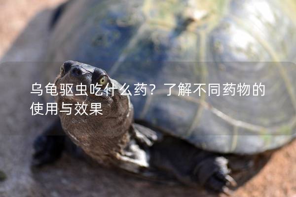 乌龟驱虫吃什么药？了解不同药物的使用与效果