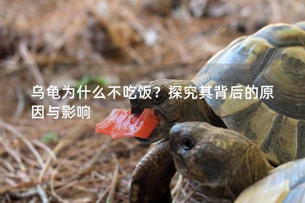 乌龟为什么不吃饭？探究其背后的原因与影响