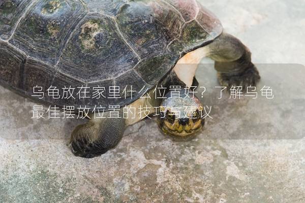 乌龟放在家里什么位置好？了解乌龟最佳摆放位置的技巧与建议