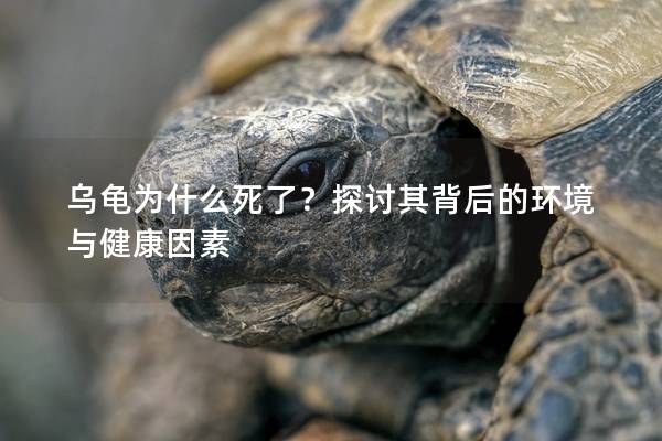 乌龟为什么死了？探讨其背后的环境与健康因素
