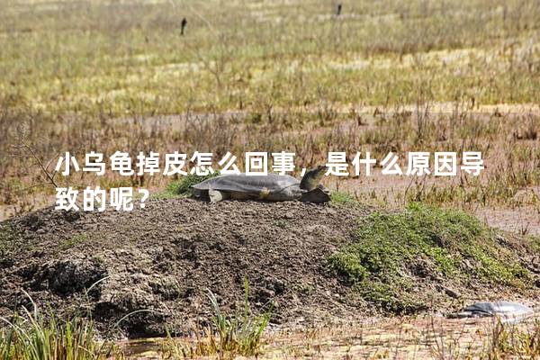 小乌龟掉皮怎么回事，是什么原因导致的呢？