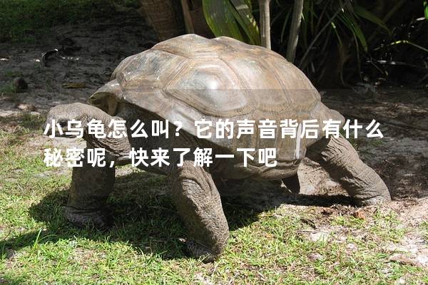 小乌龟怎么叫？它的声音背后有什么秘密呢，快来了解一下吧