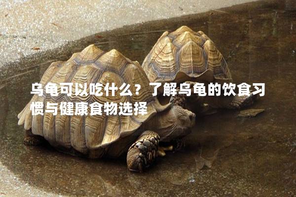 乌龟可以吃什么？了解乌龟的饮食习惯与健康食物选择