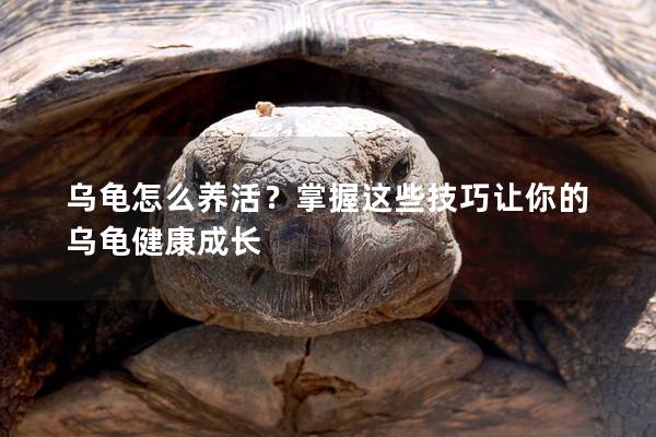 乌龟怎么养活？掌握这些技巧让你的乌龟健康成长