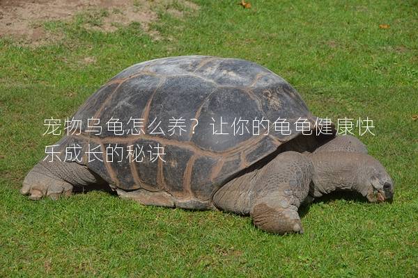 宠物乌龟怎么养？让你的龟龟健康快乐成长的秘诀