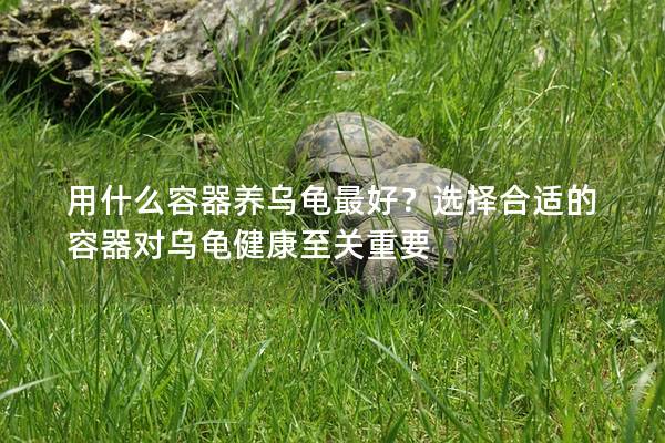 用什么容器养乌龟最好？选择合适的容器对乌龟健康至关重要