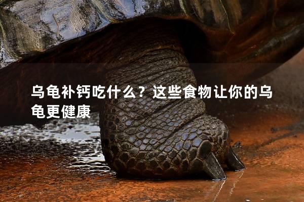 乌龟补钙吃什么？这些食物让你的乌龟更健康