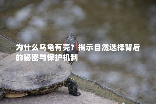 为什么乌龟有壳？揭示自然选择背后的秘密与保护机制