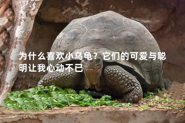 为什么喜欢小乌龟？它们的可爱与聪明让我心动不已