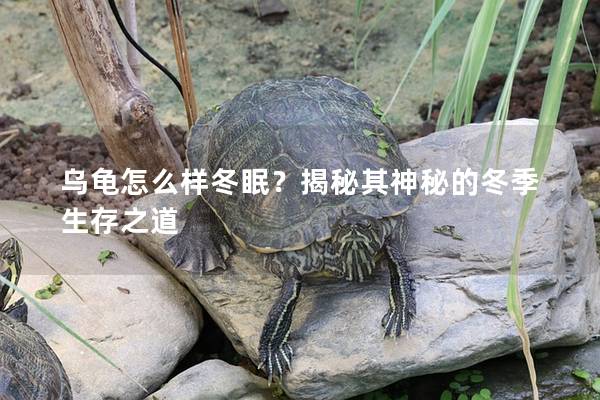 乌龟怎么样冬眠？揭秘其神秘的冬季生存之道