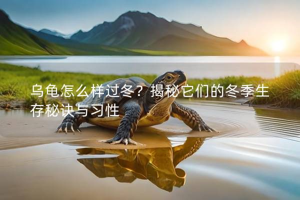 乌龟怎么样过冬？揭秘它们的冬季生存秘诀与习性