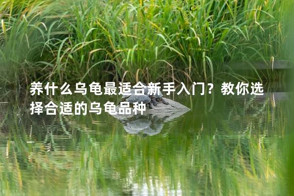 养什么乌龟最适合新手入门？教你选择合适的乌龟品种