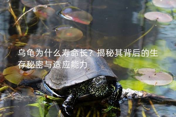 乌龟为什么寿命长？揭秘其背后的生存秘密与适应能力