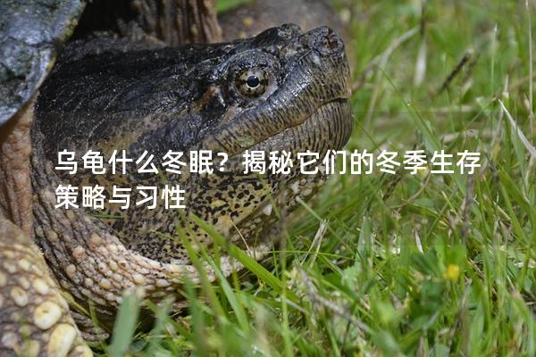 乌龟什么冬眠？揭秘它们的冬季生存策略与习性