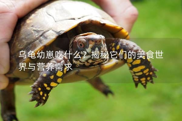 乌龟幼崽吃什么？揭秘它们的美食世界与营养需求