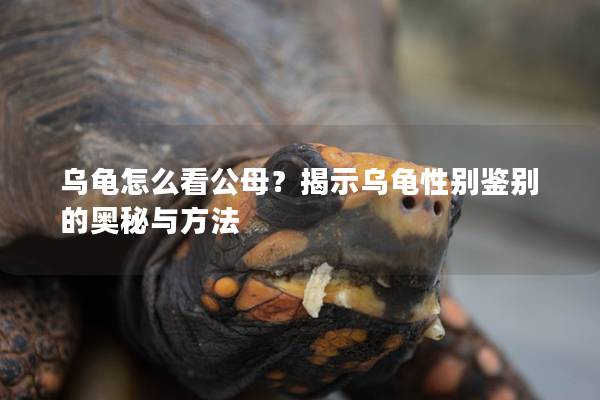 乌龟怎么看公母？揭示乌龟性别鉴别的奥秘与方法