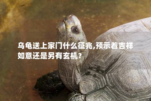 乌龟送上家门什么征兆,预示着吉祥如意还是另有玄机？