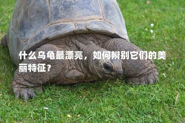 什么乌龟最漂亮，如何辨别它们的美丽特征？