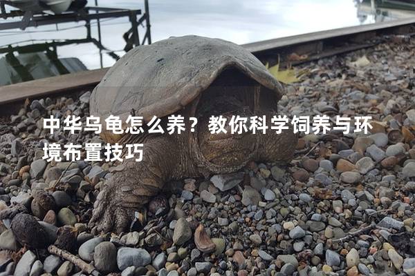 中华乌龟怎么养？教你科学饲养与环境布置技巧