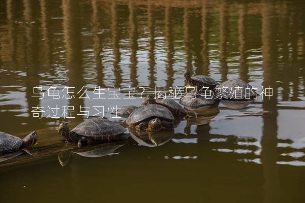 乌龟怎么生宝宝？揭秘乌龟繁殖的神奇过程与习性