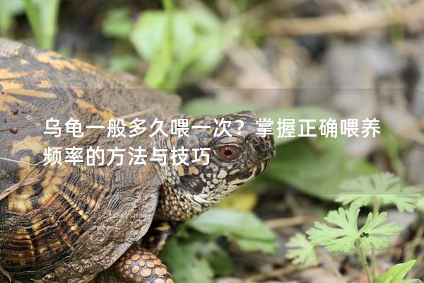 乌龟一般多久喂一次？掌握正确喂养频率的方法与技巧