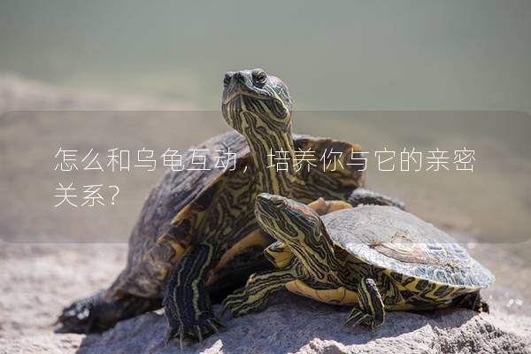 怎么和乌龟互动，培养你与它的亲密关系？