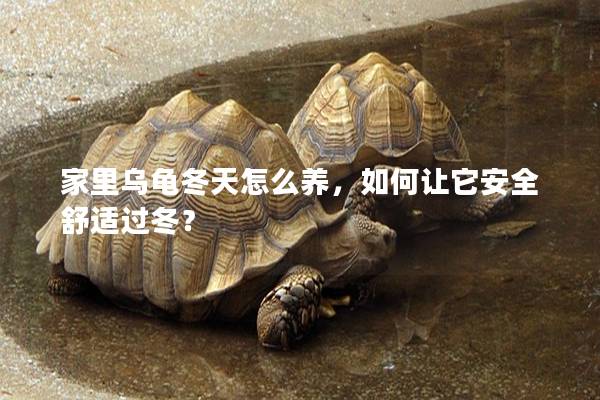 家里乌龟冬天怎么养，如何让它安全舒适过冬？