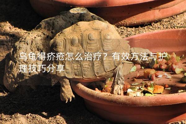 乌龟得疥疮怎么治疗？有效方法与护理技巧分享