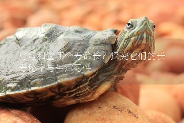 乌龟和鳖哪个寿命长？探究它们的长寿秘密与生活习性
