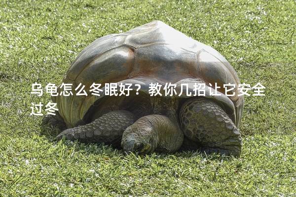 乌龟怎么冬眠好？教你几招让它安全过冬