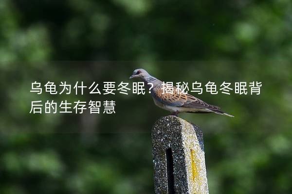 乌龟为什么要冬眠？揭秘乌龟冬眠背后的生存智慧