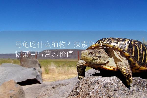 乌龟吃什么植物？探索乌龟的美味植物菜单与营养价值