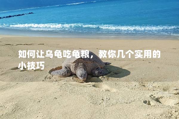 如何让乌龟吃龟粮，教你几个实用的小技巧