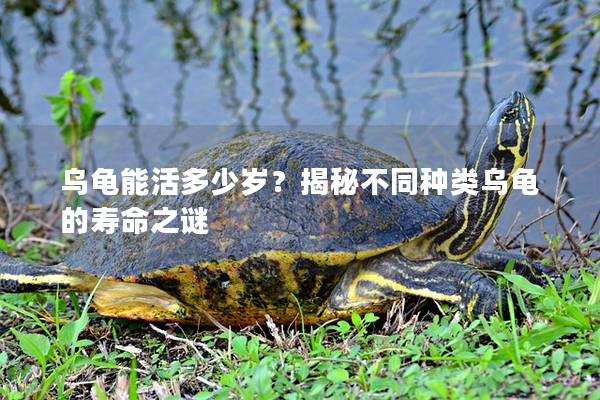 乌龟能活多少岁？揭秘不同种类乌龟的寿命之谜