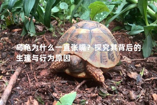 乌龟为什么一直张嘴？探究其背后的生理与行为原因