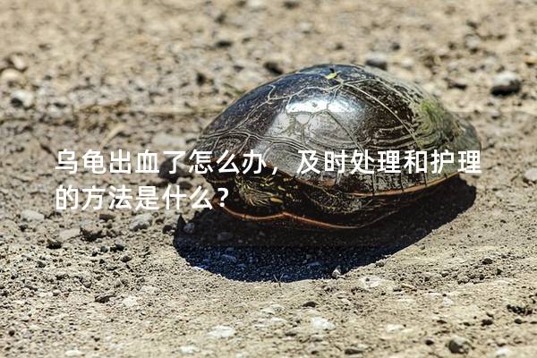 乌龟出血了怎么办，及时处理和护理的方法是什么？