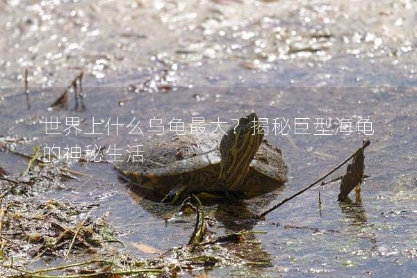 世界上什么乌龟最大？揭秘巨型海龟的神秘生活