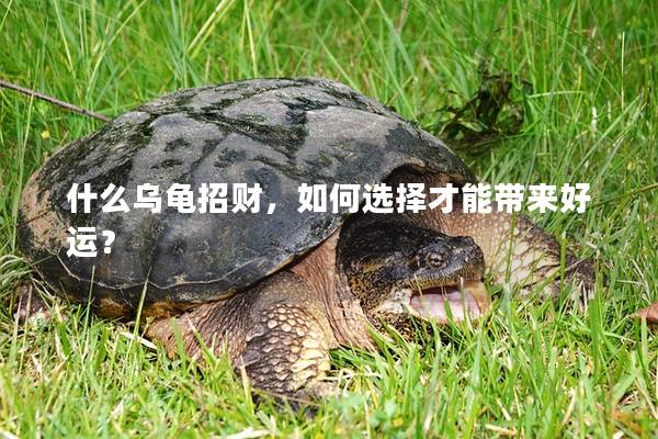 什么乌龟招财，如何选择才能带来好运？