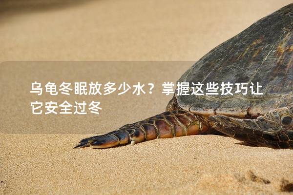 乌龟冬眠放多少水？掌握这些技巧让它安全过冬