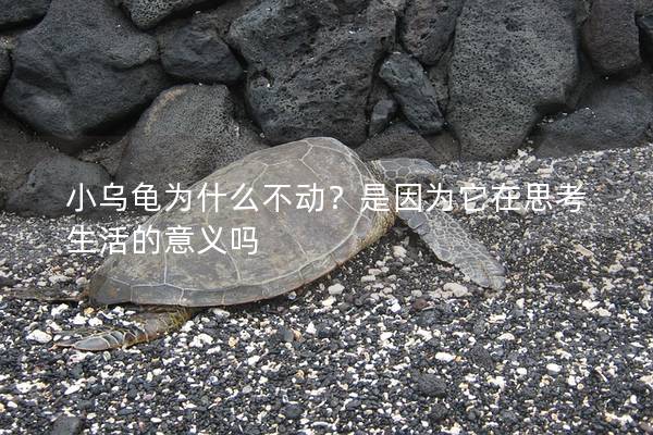 小乌龟为什么不动？是因为它在思考生活的意义吗
