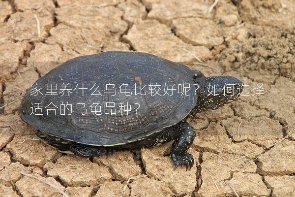 家里养什么乌龟比较好呢？如何选择适合的乌龟品种？