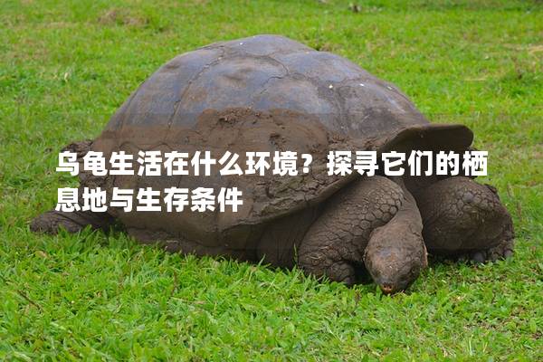 乌龟生活在什么环境？探寻它们的栖息地与生存条件