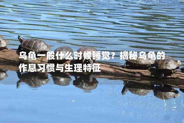乌龟一般什么时候睡觉？揭秘乌龟的作息习惯与生理特征