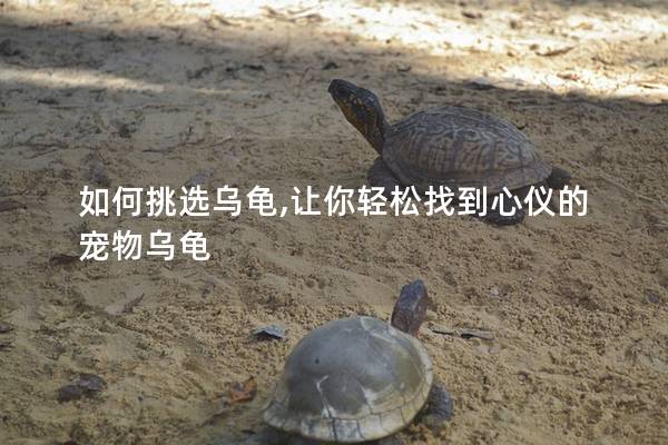 如何挑选乌龟,让你轻松找到心仪的宠物乌龟