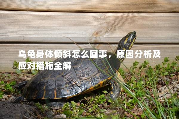 乌龟身体倾斜怎么回事，原因分析及应对措施全解
